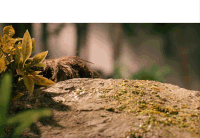 aardman  GIF