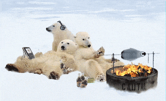 Video gif. Three polar bears are lounging around a bonfire. One bear is slowly roasting a penguin while the other has headphones on and is bopping along to a music video. The last polar bear holds a beer bottle and leans on the other two bears while staring off into space.