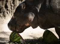 BrookfieldZoo summer sweet yummy eating GIF