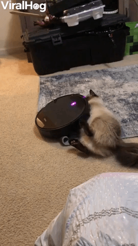 Cat Refuses to Move for Robot Vacuum  