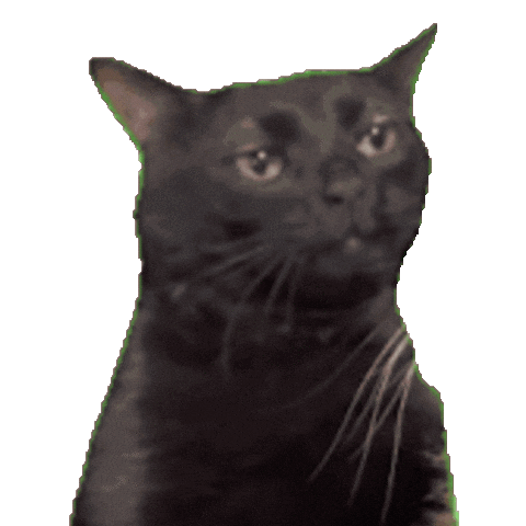 Black Cat Sticker by Database數據