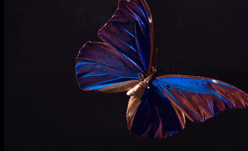 Butterfly Bug GIF by PBS Digital Studios