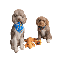 Pokemon Doodle Sticker by Geekster Pets