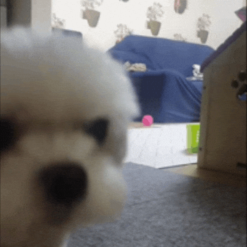 Puppy GIF