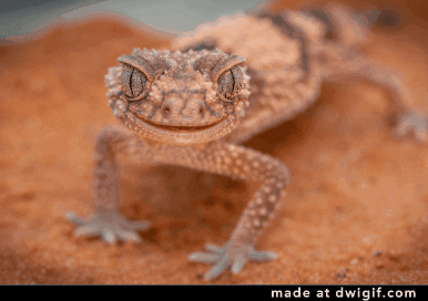 GIF by Los Angeles Zoo and Botanical Gardens