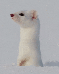 Whats Going On Duck GIF by Respective