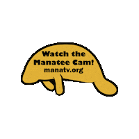 Webcam Manatee Sticker by SaveTheManateeClub