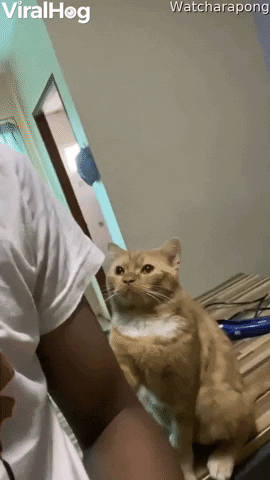 Cat Gently Paws At Arm For Attention GIF by ViralHog