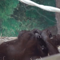 Orangutan Mom Can't Get Enough of Newborn Baby at Oregon Zoo