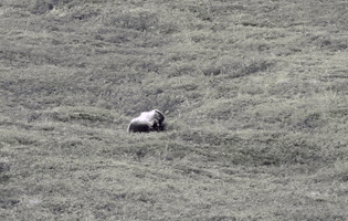 GIF by Mashable