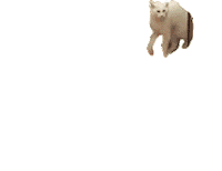 scared cat Sticker by Josh Rigling