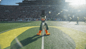 U Of O Duck GIF by University of Oregon