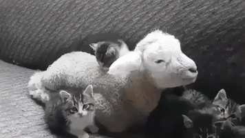 Baby Lamb Relaxes With Kittens