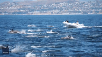 Boat Glides Among Stampeding Dolphins 