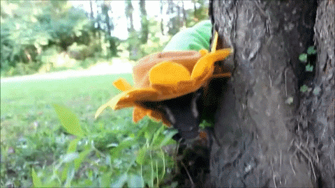 GIF by Random Goat