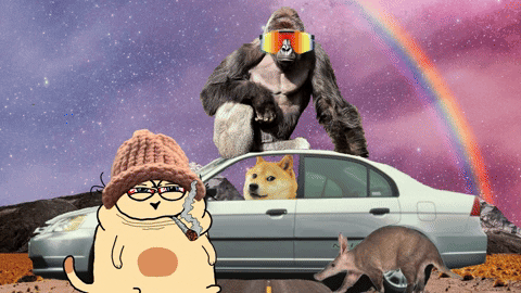 Cat GIF