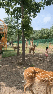 cuteanimalland giphyupload GIF