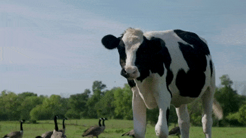 Happy Vegan GIF by Mercy For Animals