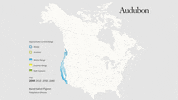 band-tailed pigeon GIF by audubon