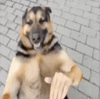 Happy Dance GIF