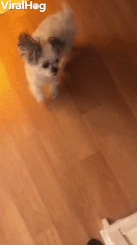 Tiny Dog Does Toothbrush Tap Dance