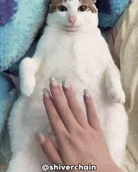 Shocked Cat GIF