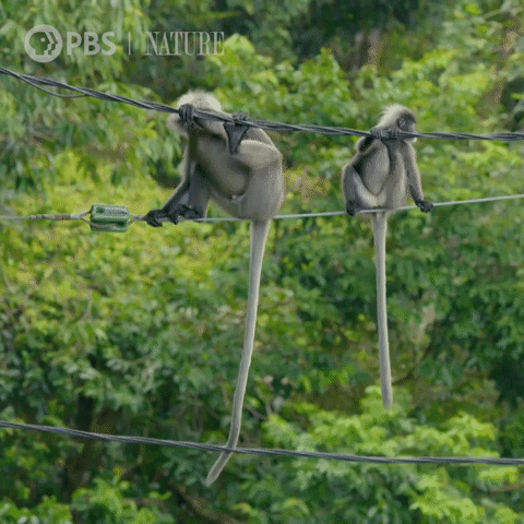 Pbs Nature Monkey GIF by Nature on PBS