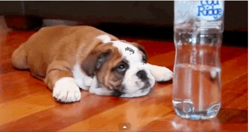 puppies GIF