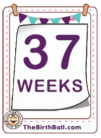 Ultrasound Expecting Sticker by The Birth Ball