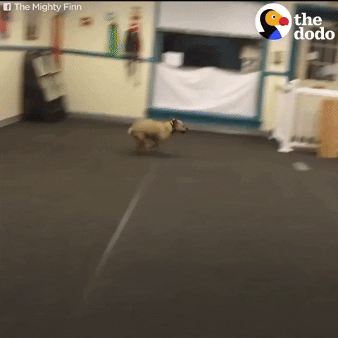 excited dog GIF by The Dodo