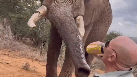 cuteanimalland giphyupload GIF