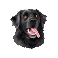 Hastingspp Sticker by Pickle's Pawtraits
