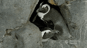 african penguin chick GIF by Monterey Bay Aquarium