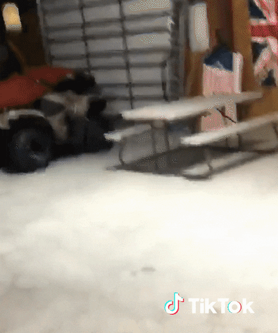 Dog Mood GIF by TikTok France