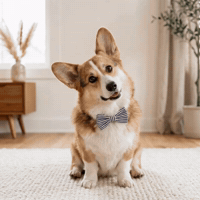 Confused Bow Tie GIF by Woofzara