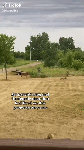 Deer Friend: Pit Bull Plays With New Pal on Minnesota Property
