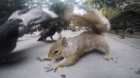 cute animal GIF