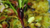 venus fly trap plants GIF by Digg