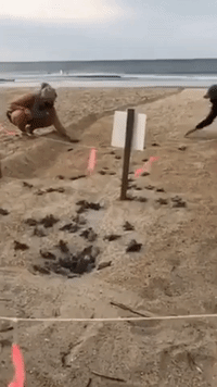 Turtle Hatchlings Scramble Across Outer Banks Beach on Journey to Sea