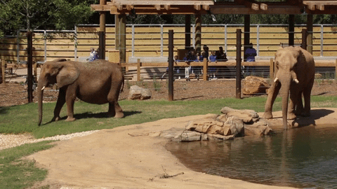 Atlanta Elephant GIF by ZooATL