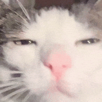 Sleepy Cat GIF