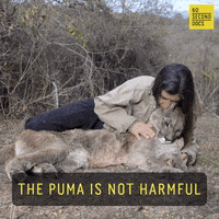 Animal Rescue Cute Cat GIF by 60 Second Docs