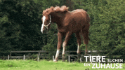 tsez tierschutz GIF by WDR