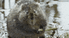 happy chewing GIF
