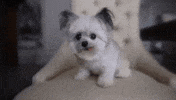 language nsibov GIF