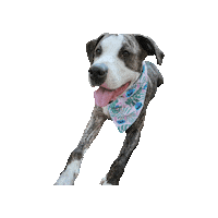 Pit Mix Sticker by Geekster Pets