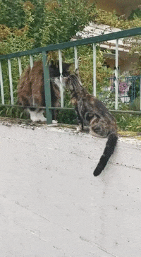 cat falling loser boop grandpa GIF