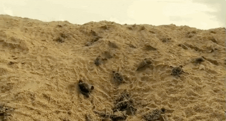 sea creatures GIF