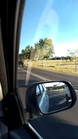 Rhinos Take Morning Stroll in South Africa After Escaping Wildlife Estate