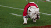 uga GIF